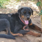 Morador é preso por deixar cachorro amarrado, sem água, comida e rodeado de fezes e moscas