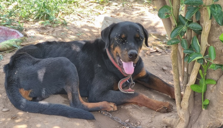 Morador é preso por deixar cachorro amarrado, sem água, comida e rodeado de fezes e moscas