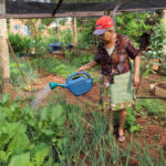 Fundada em 1999, horta comunitária produz alimentos fresquinhos e vira terapia em Araguaína