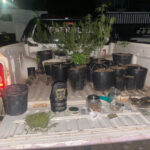 Morador que tinha plantação de maconha na zona rural de Araguanã é preso após denúncia anônima