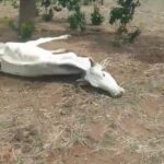 Animais agonizam de fome e sede no sul do Estado; prefeito decreta situação de emergência