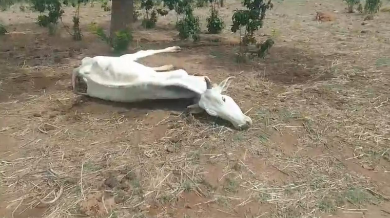 Animais agonizam de fome e sede no sul do Estado; prefeito decreta situação de emergência