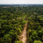 Com desmatamento em alta, Tocantins possui grandes desafios em meio à emergência climática