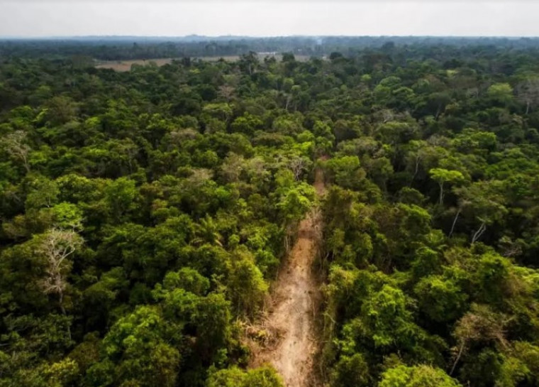 Com desmatamento em alta, Tocantins possui grandes desafios em meio à emergência climática