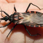 Barbeiro que transmite Doença de Chagas é capturado em 120 municípios; saiba como prevenir