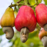 Câmara aprova frutos do Cerrado na merenda escolar e incentiva alimentação saudável