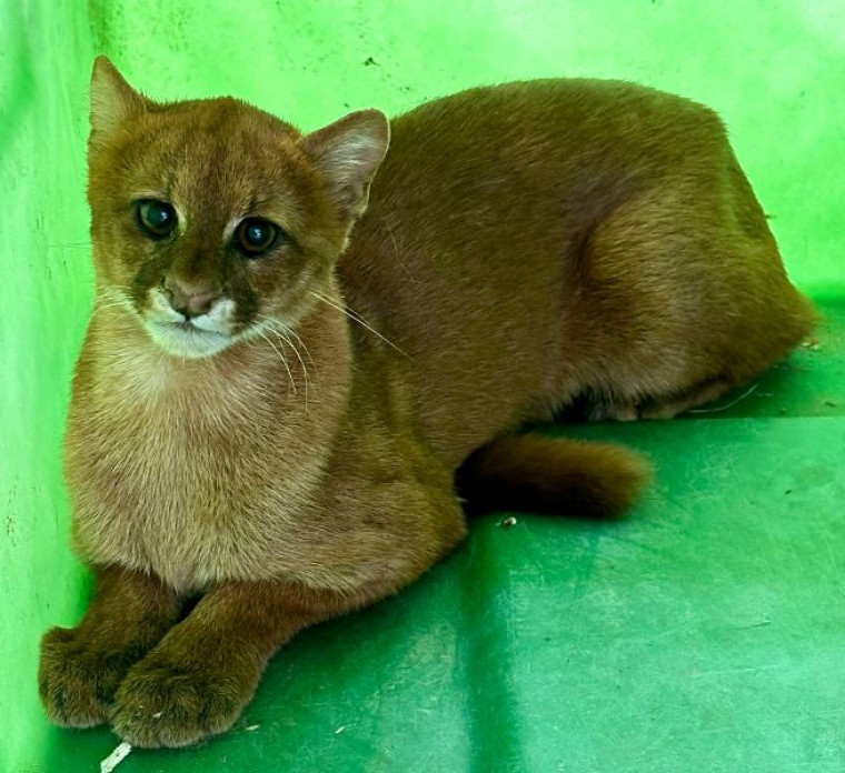 Gato ameaçado de extinção é resgatado após ser flagrado no quintal de residência em Araguaína