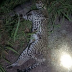 Polícia Federal faz buscas contra invasores de terra e desmatadores em reserva legal no Tocantins