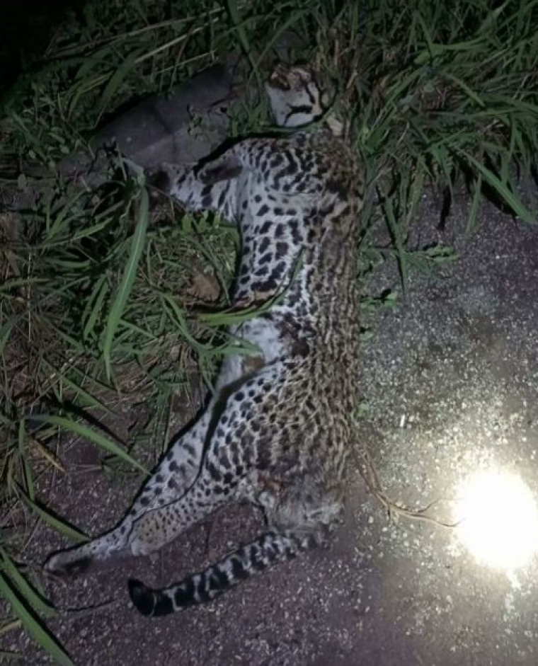 Polícia Federal faz buscas contra invasores de terra e desmatadores em reserva legal no Tocantins