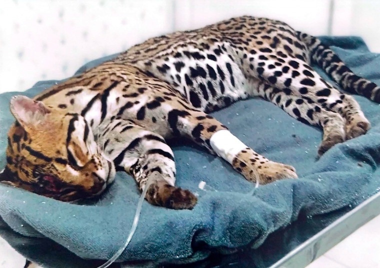 Marcus Marcelo pede convênio para evitar fechamento de ONG que atende animais em Araguaína