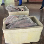 Governo adquire 300 kg de peixe para degustação na Agrotins 2024 e oferece curso sobre pescado