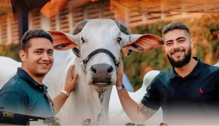 Leilão da fazenda de Henrique & Juliano ofertará animais com genética diferenciada no Tocantins
