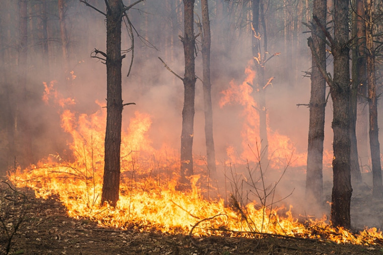 Energisa é condenada por incêndio que consumiu 260 hectares de terra em 2020 no Tocantins