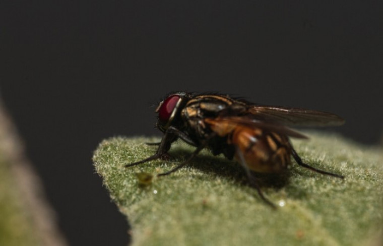 Moscas na comida: descubra os perigos ocultos e as doenças que elas podem causar