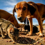Governo faz campanha para ajudar cães e gatos em situação de rua; saiba como contribuir