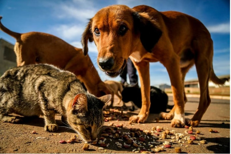 Governo faz campanha para ajudar cães e gatos em situação de rua; saiba como contribuir
