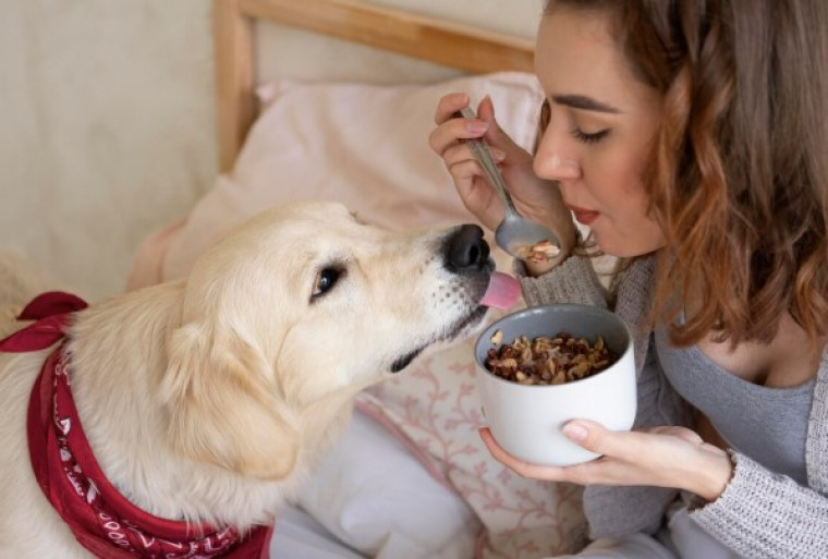Saiba por que o chocolate é perigoso para os cães e conheça os sintomas de intoxicação