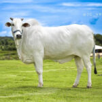 Haras sediado no Tocantins vira referência mundial em bovinos e equinos Puros de Origem