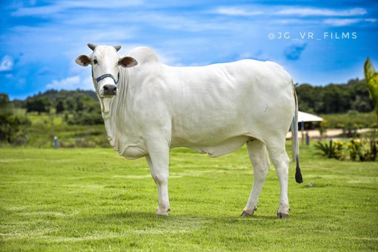 Haras sediado no Tocantins vira referência mundial em bovinos e equinos Puros de Origem