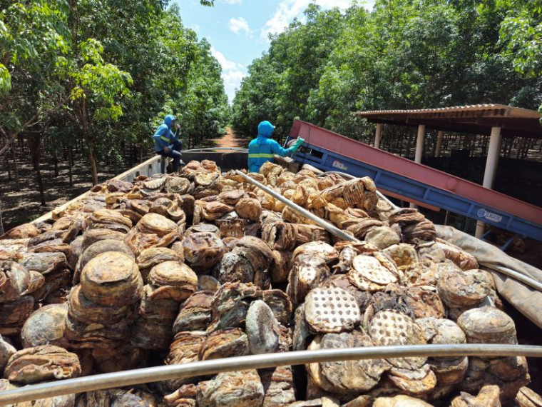 Fazenda produtora de látex no Tocantins faz 1º carregamento e abre novas vagas de emprego