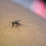 Dengue: saiba tudo sobre a doença e como prevenir; Proteja sua família