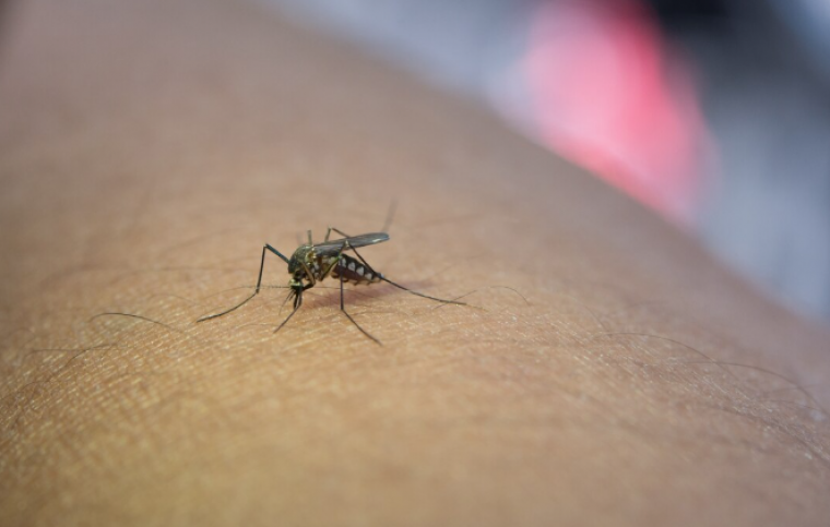 Dengue: saiba tudo sobre a doença e como prevenir; Proteja sua família