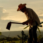 Aposentadoria do trabalhador rural e cooperativas: conheça as novas regras para 2025