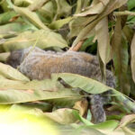 Macacos encontrados mortos testam positivo para febre amarela na zona rural de Palmas