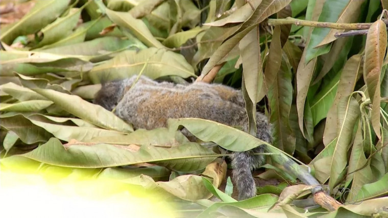 Macacos encontrados mortos testam positivo para febre amarela na zona rural de Palmas