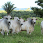 Araguaína é o 6º município do Brasil que mais exporta carne bovina para os Estados Unidos