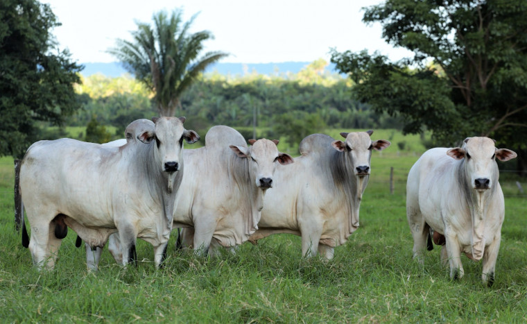 Araguaína é o 6º município do Brasil que mais exporta carne bovina para os Estados Unidos