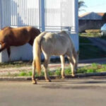 Donos de animais soltos em vias públicas podem ser multados em mais de R$ 2 mil, diz lei