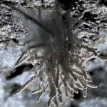 Nova espécie de fungo transforma aranhas em 'zumbis' e surpreende pesquisadores