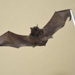 Doença desconhecida mata mais de 50 pessoas em poucas horas na República do Congo