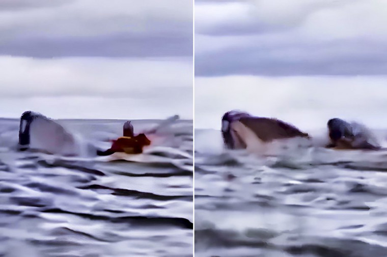 Vídeo: Homem é engolido e cuspido por baleia enquanto navegava em caiaque