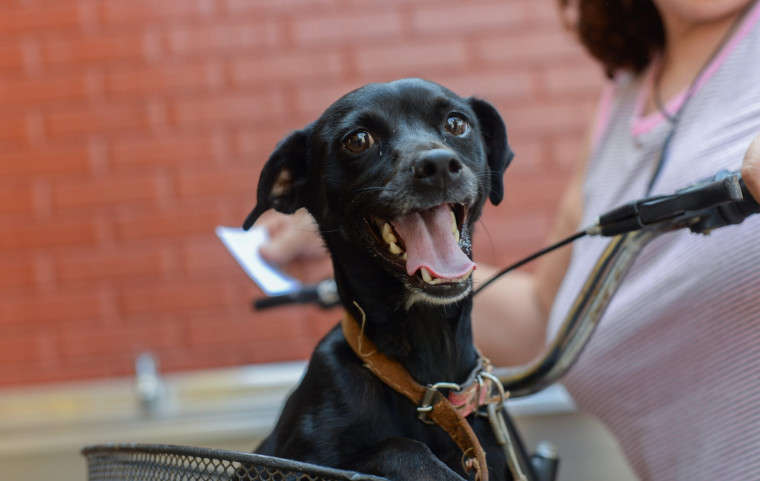 Prefeitura de Palmas abre 255 vagas para castração de cães e gatos; agendamentos via site