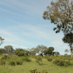 Tocantins planeja recuperar vegetação nativa e se tornar referência em preservação ambiental