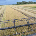 Tocantins se consolida como 3º maior produtor de arroz do Brasil e segue em expansão