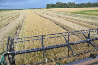 Tocantins se consolida como 3º maior produtor de arroz do Brasil e segue em expansão