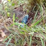 Após 8 dias, idoso desaparecido é encontrado morto pelo filho a poucos metros de casa