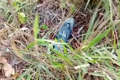 Após 8 dias, idoso desaparecido é encontrado morto pelo filho a poucos metros de casa