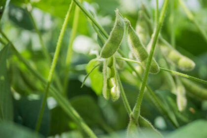 Tocantins autoriza plantio de soja da safra 2025/2026 e espera novo recorde de produção