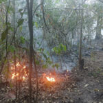 Cerrado em chamas: quilombo luta contra incêndio há 6 dias sem nenhum apoio no Tocantins