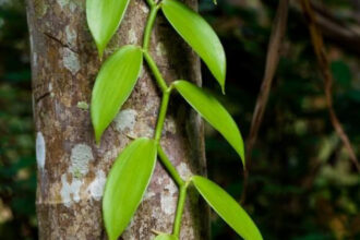Cientistas tocantinenses buscam germinar sementes da especiaria mais valiosa do Brasil