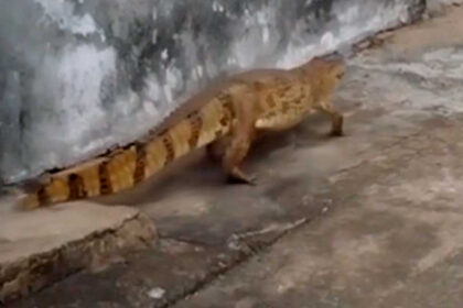 Jacaré é flagrado 'passeando' por calçada em cidade tocantinense e vídeo viraliza na web