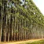 Goiatins e Araguaína lideram produção de eucalipto, espécie mais plantada no Tocantins