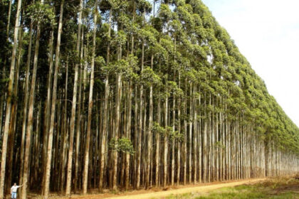 Goiatins e Araguaína lideram produção de eucalipto, espécie mais plantada no Tocantins
