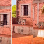 Onça-pintada é flagrada tentando entrar em sede de fazenda no Tocantins; vídeo viraliza