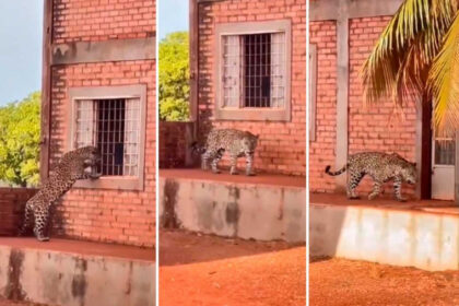 Onça-pintada é flagrada tentando entrar em sede de fazenda no Tocantins; vídeo viraliza