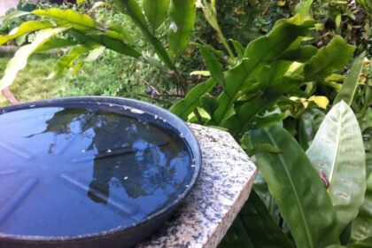 Chuvas acendem alerta para várias doenças transmitidas pelo Aedes Aegypti em Araguaína